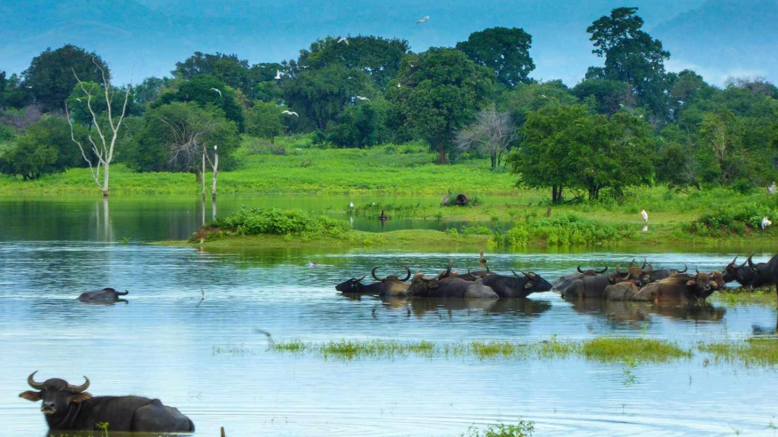 Suncity Privacy Cottages Udawalawe Eksteriør billede