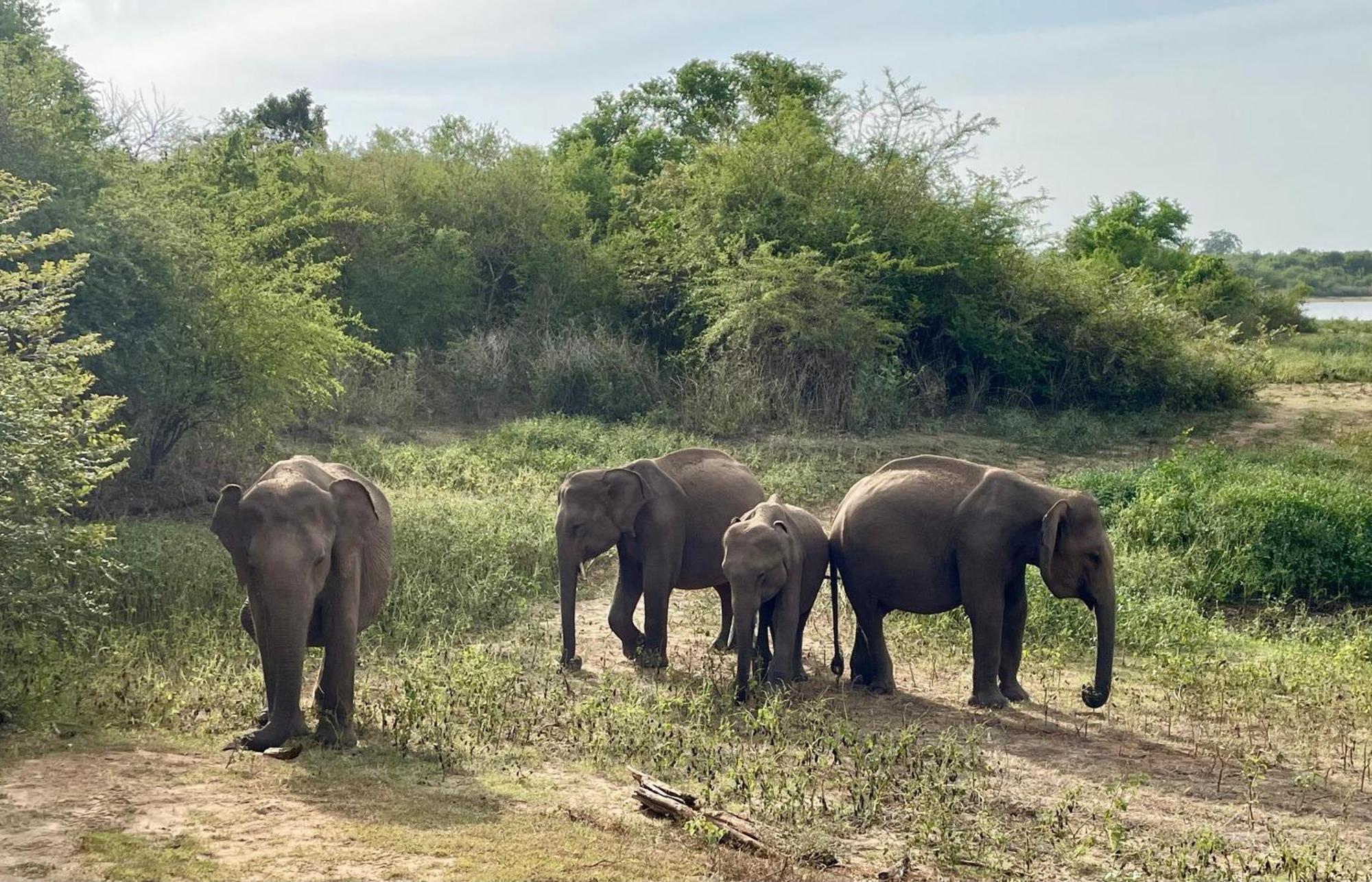 Suncity Privacy Cottages Udawalawe Eksteriør billede