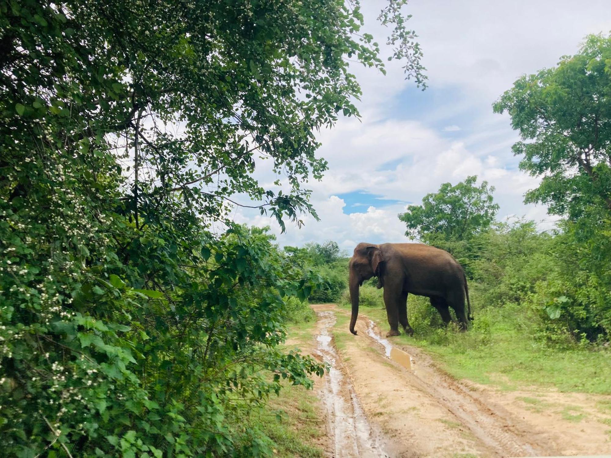 Suncity Privacy Cottages Udawalawe Eksteriør billede